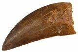 Serrated, Carcharodontosaurus Tooth - Real Dinosaur Tooth #308357-1